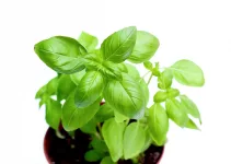 How to Grow Basil from Seed
