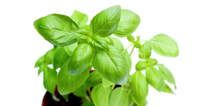 How to Grow Basil from Seed Indoors & Outdoors In-Depth Guide