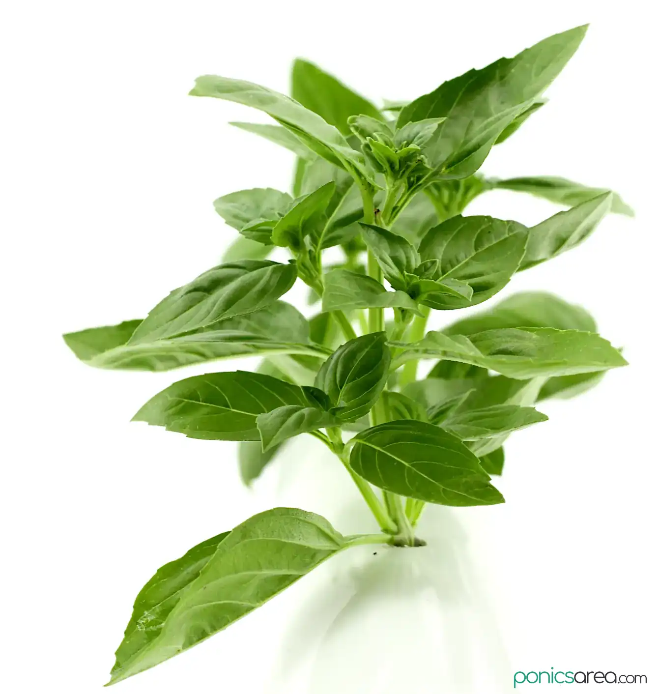 growing basil from cuttings