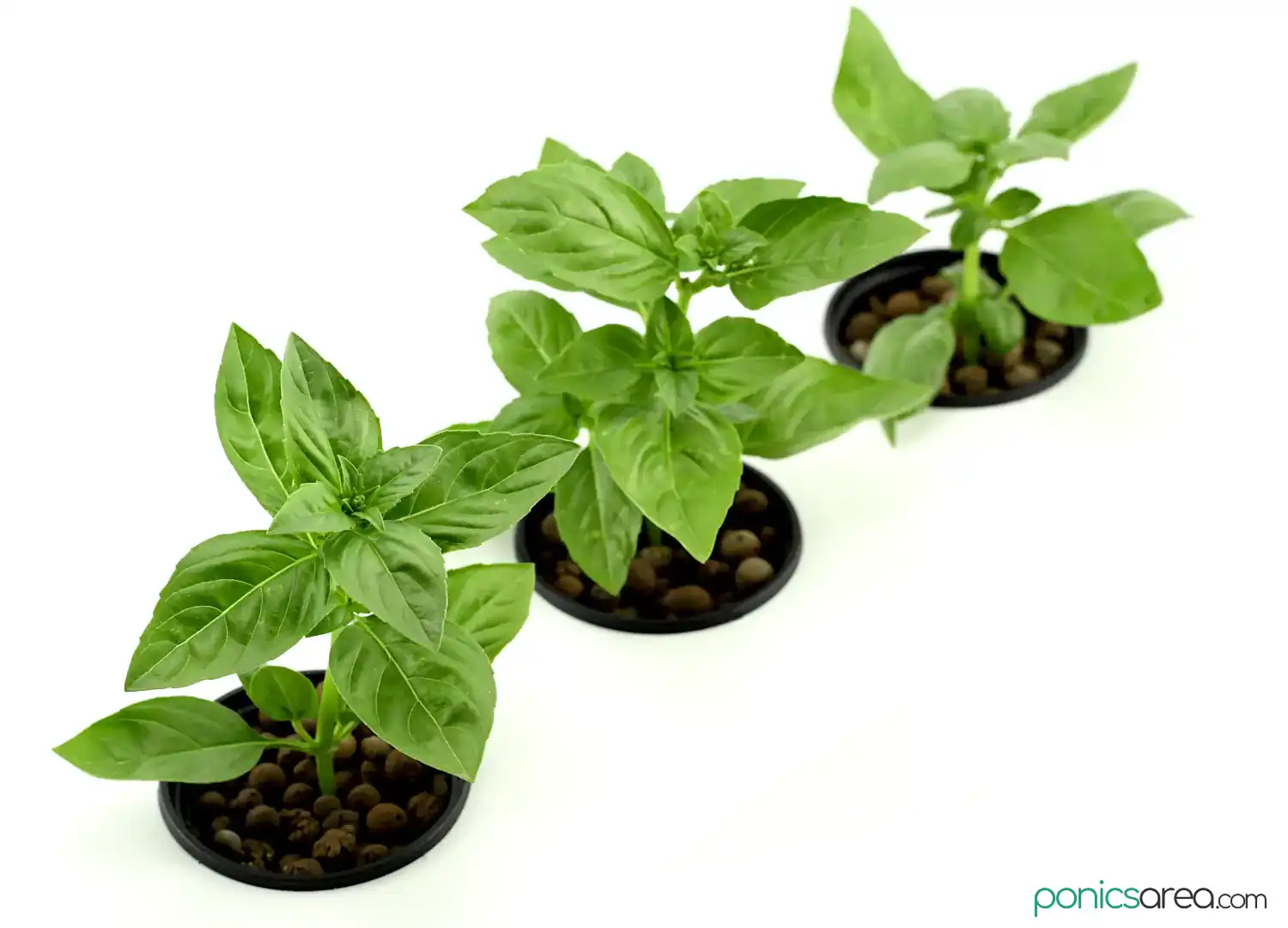 growing basil for beginners