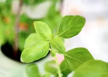 How and When to Prune Basil for the First Time