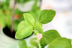 How and When to Prune Basil for the First Time