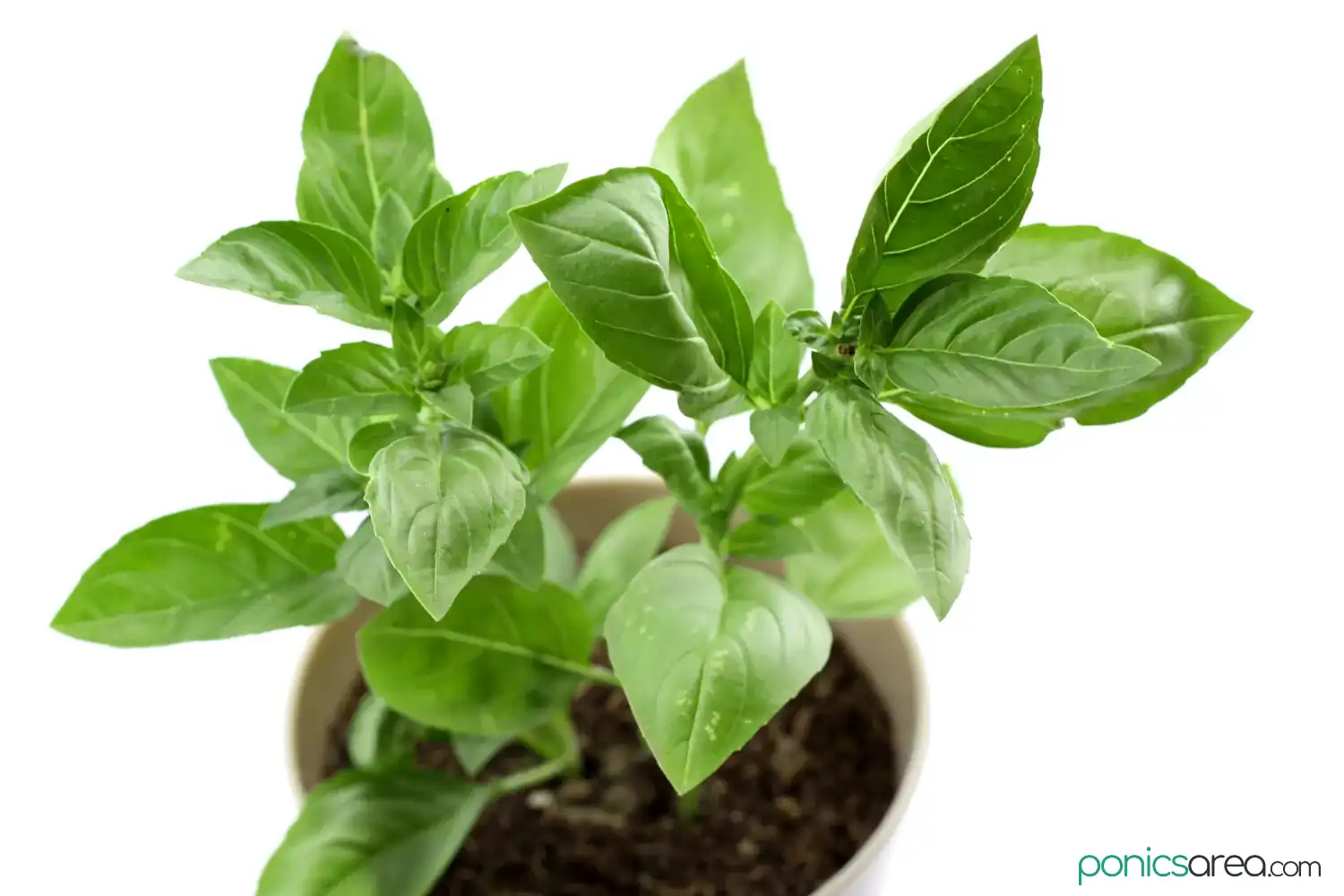 how to care for basil plants