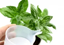 How Often to Water Basil + How to Plant Indoors
