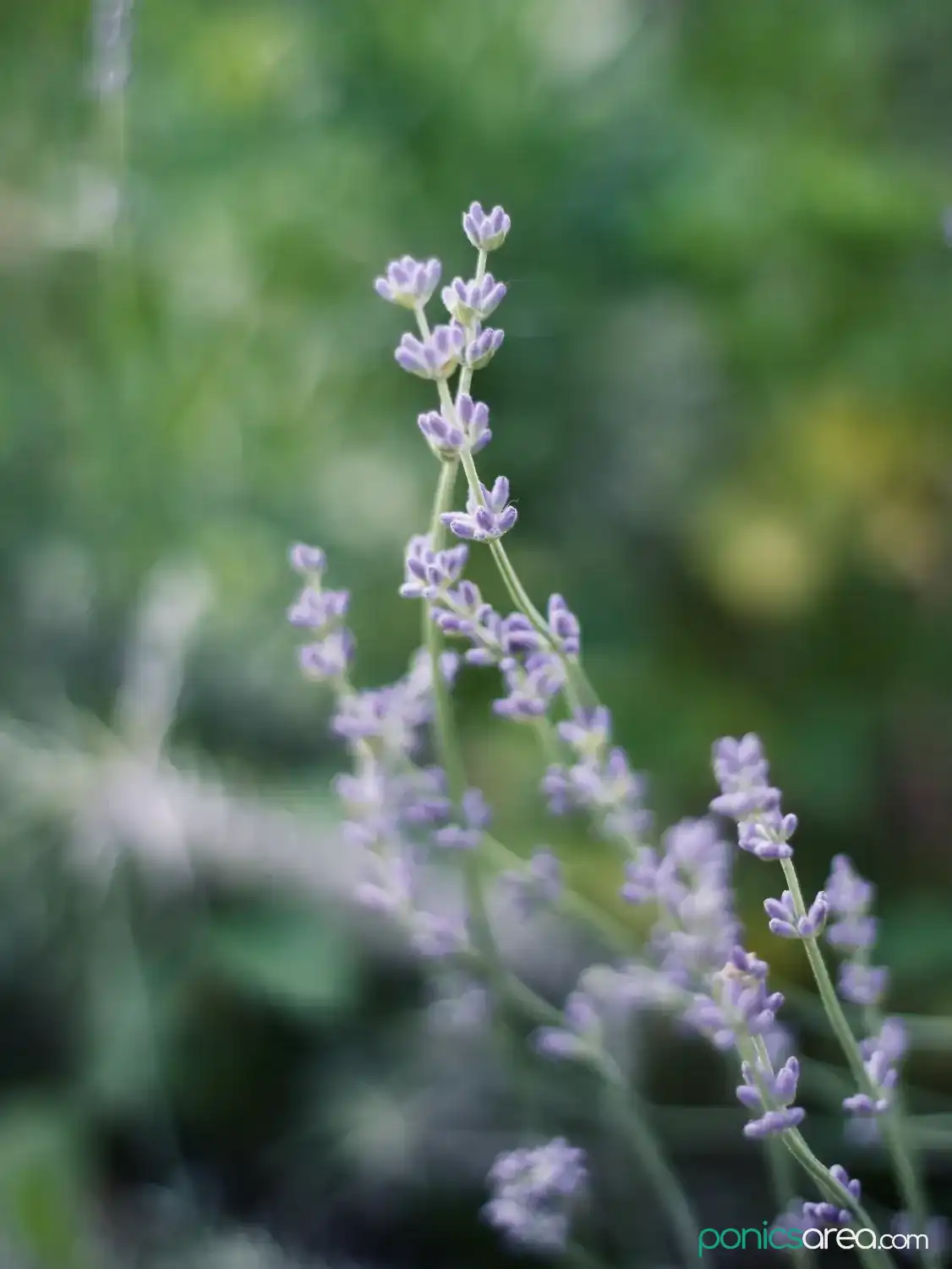 garden lavender watering