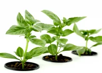 Growing Hydroponic Basil: The 4 Popular Methods
