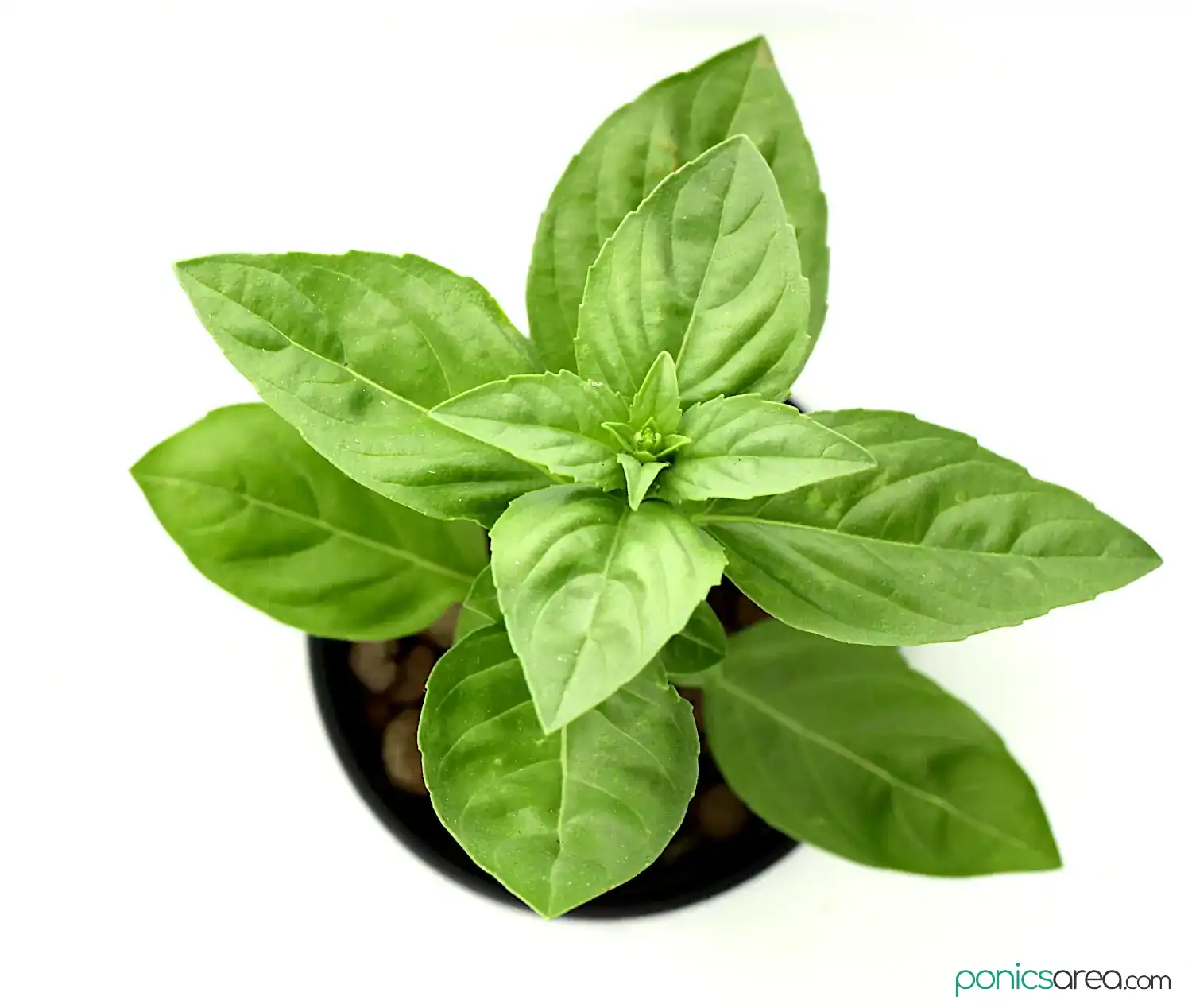 DIY hydroponic system for growing basil