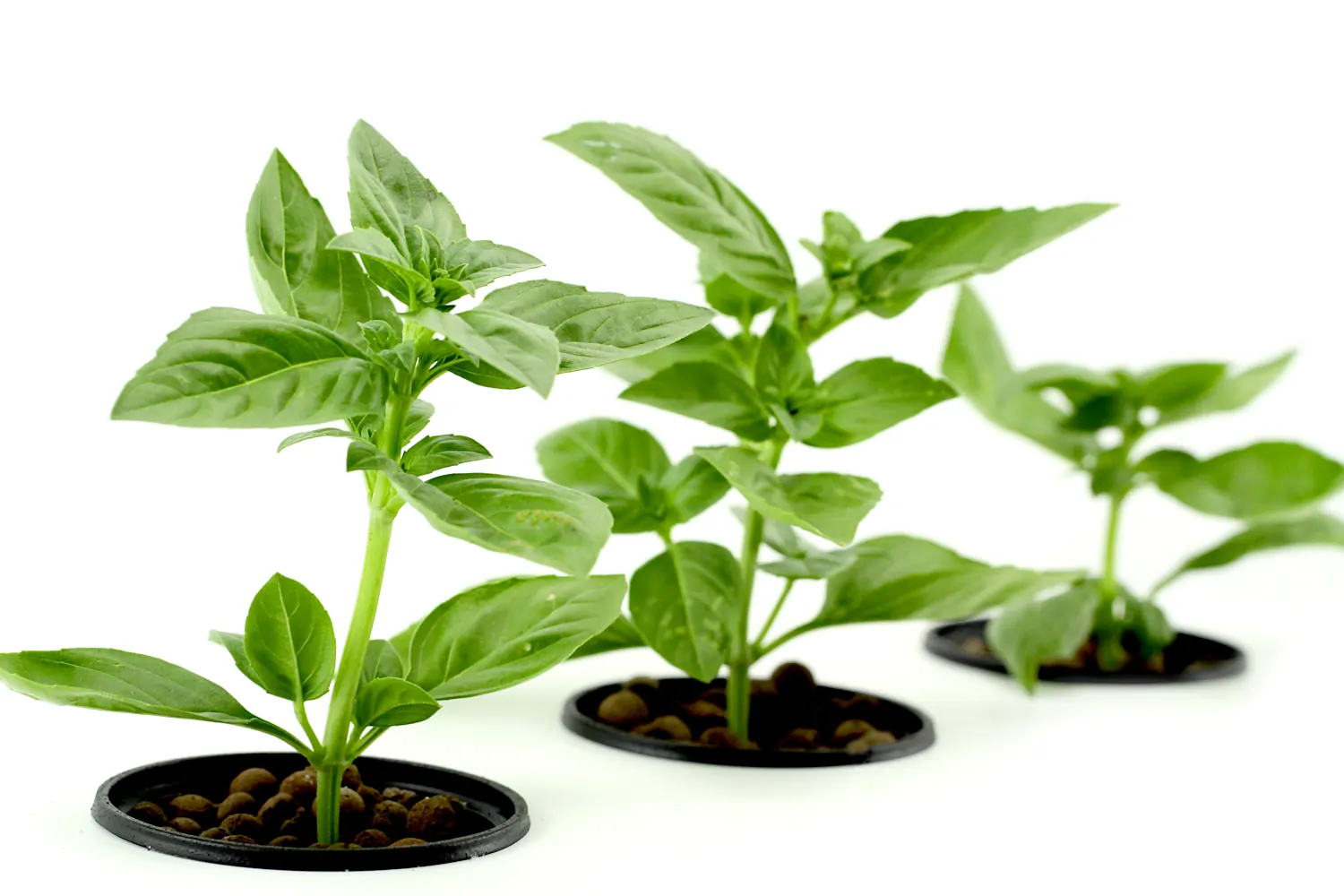 Providing the Ideal Growing Conditions for Basil