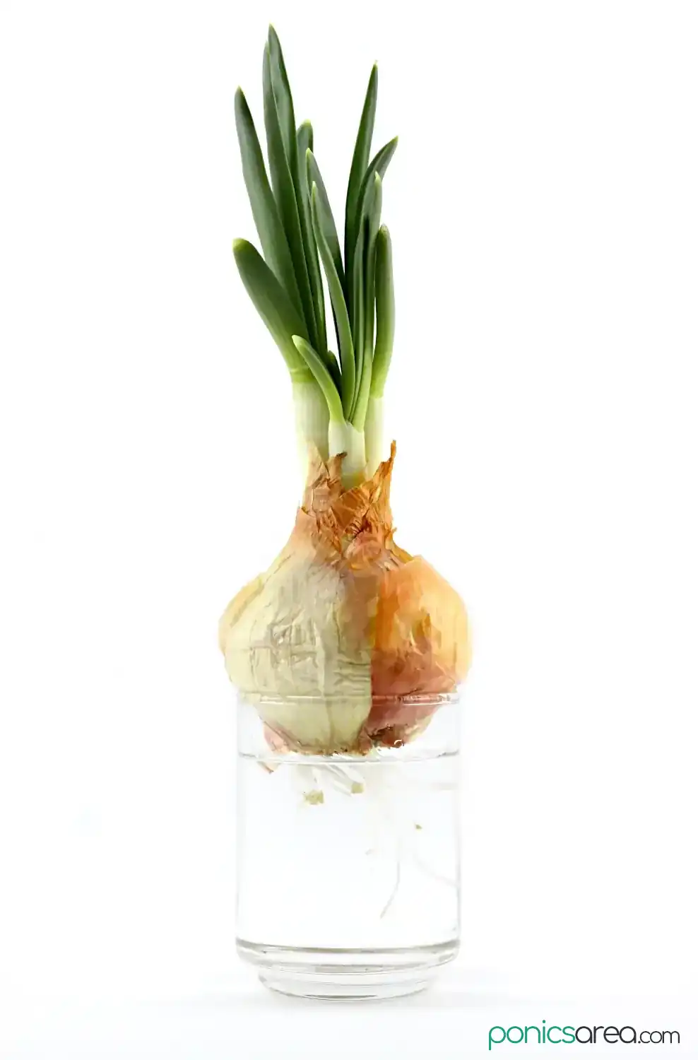 how to grow hydroponic onions