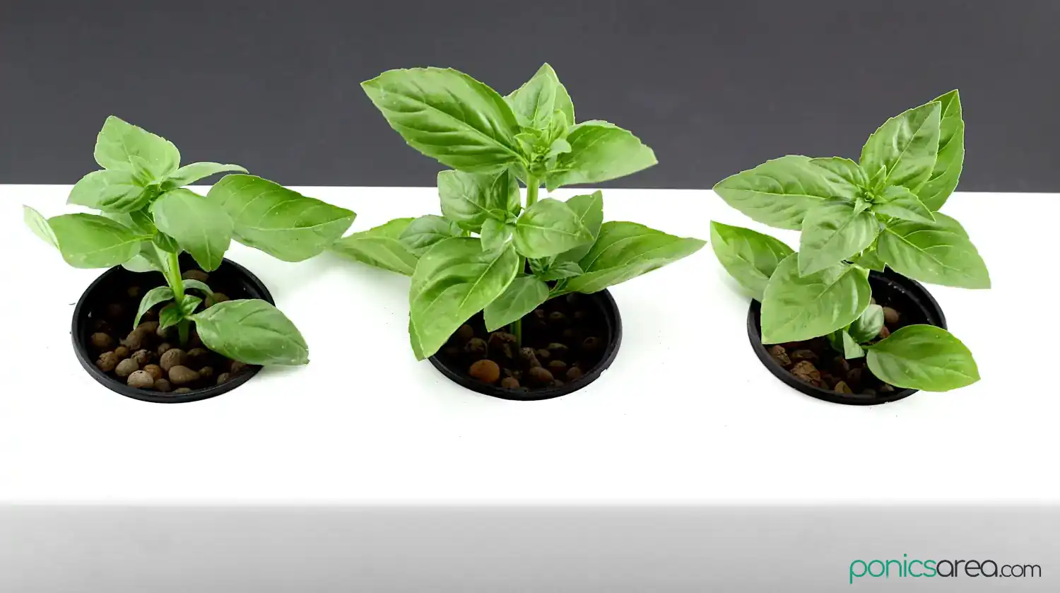 hydroponic system for growing basil