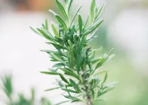 How Often Should You Water Lavender Plants?