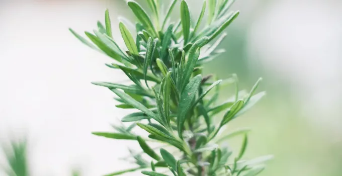 How Often Should You Water Lavender Plants?