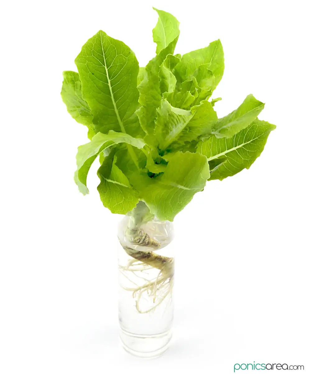 deep water culture lettuce