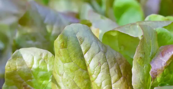 Growing Hydroponic Lettuce (Kratky Method and Others)