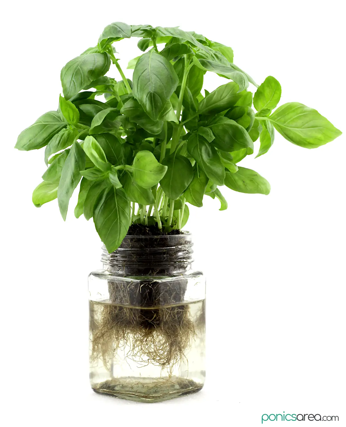 how to grow mason jar herbs using the Kratky method