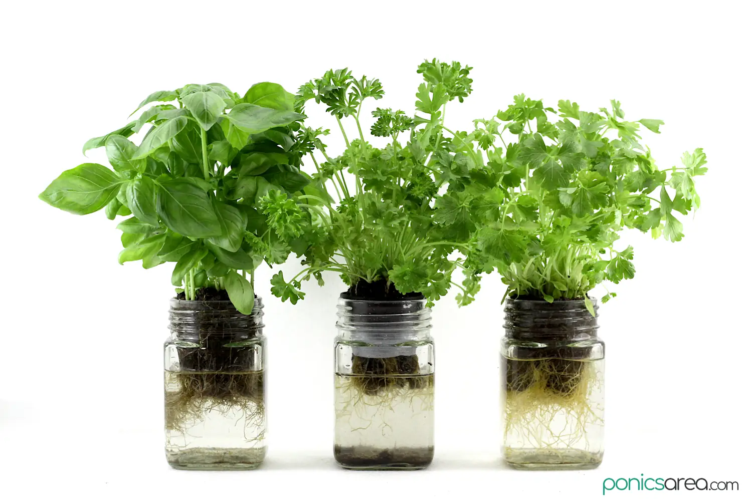 mason jar hydroponic plants
