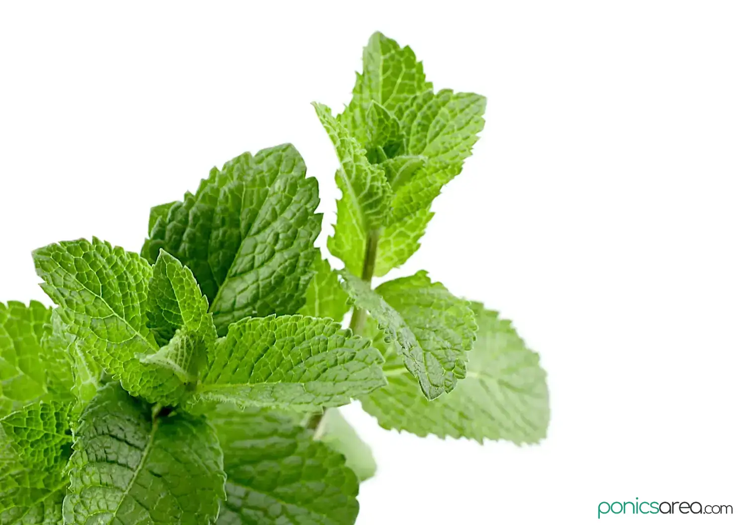 difference between mint and peppermint
