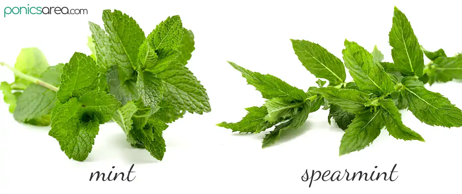 difference between peppermint and spearmint