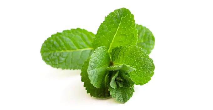 What is the Difference Between Mint and Peppermint?