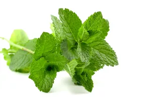 Peppermint vs Spearmint: How Different Are They?