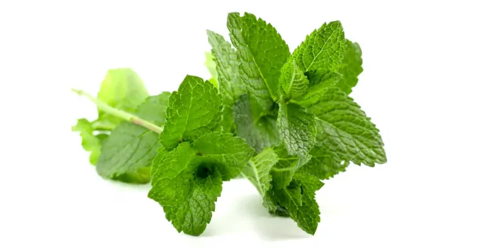 Peppermint vs Spearmint: How Different Are They?