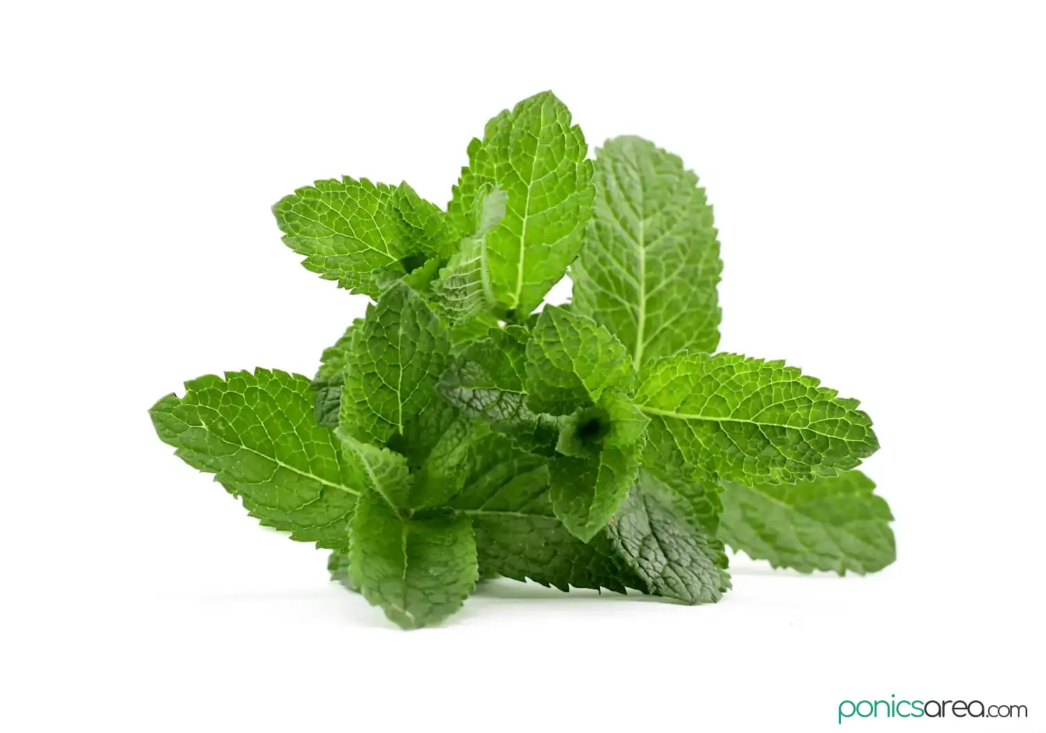 what is peppermint