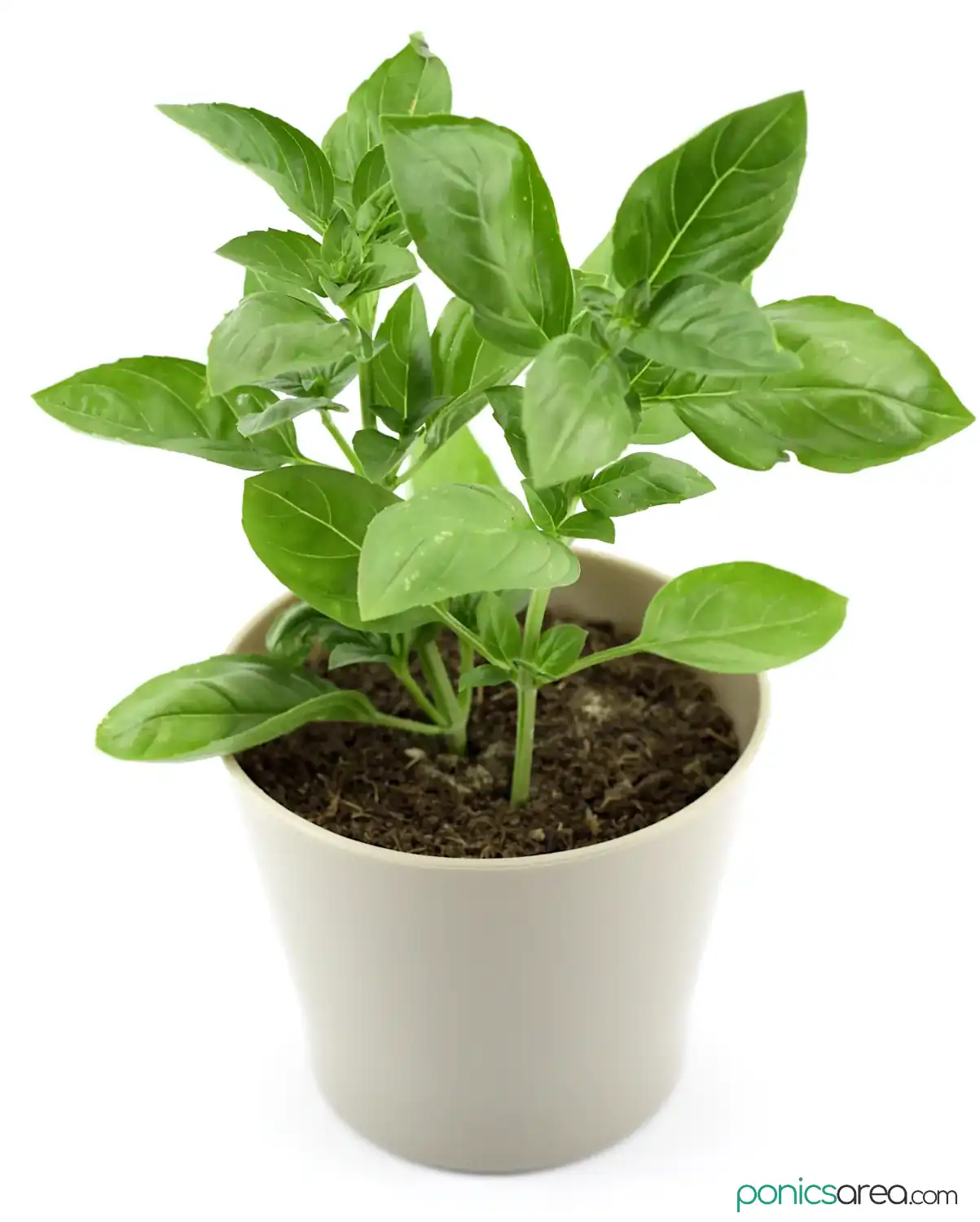 revive wilted basil plant
