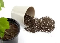 Does Potting Soil Go Bad? How to Rejuvenate Potting Soil