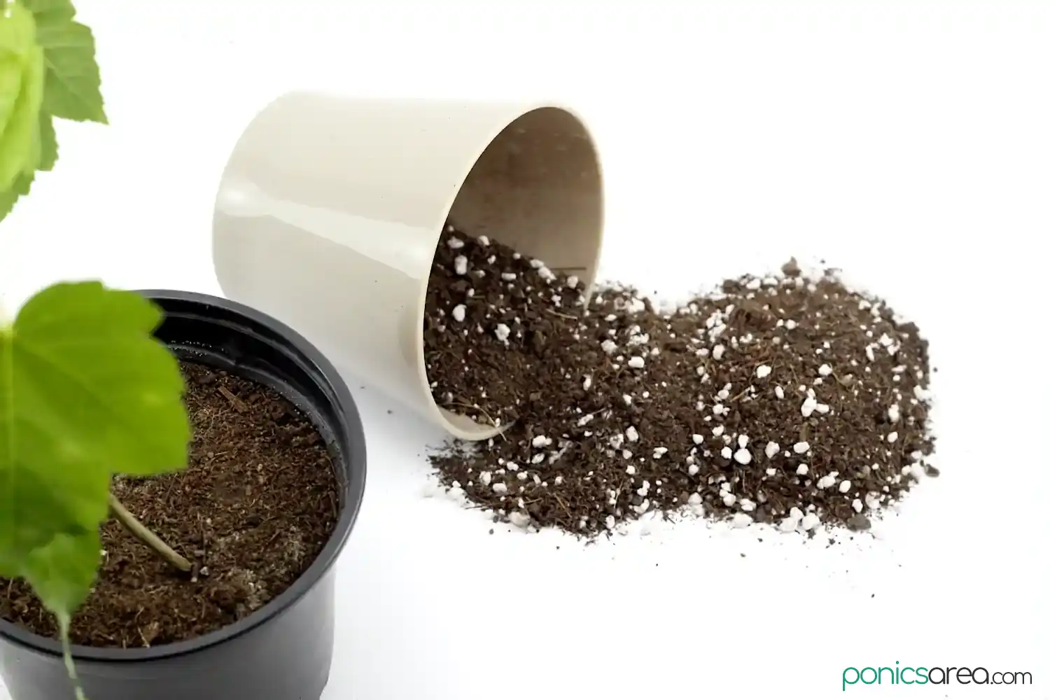 Does Potting Soil Go Bad? How to Rejuvenate it