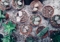 11 Benefits of Growing Succulents