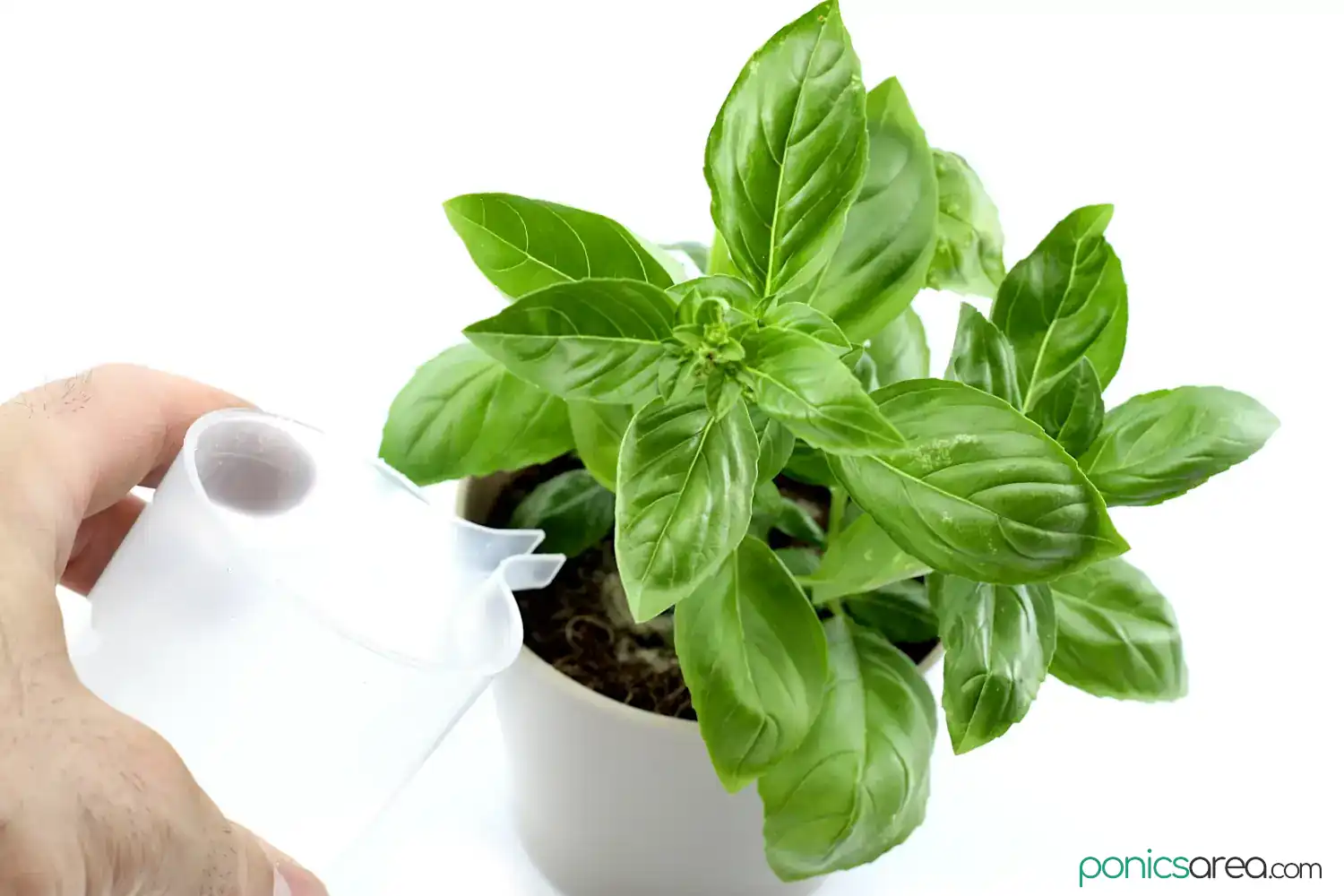 how often to water basil plant