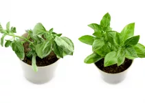 Basil Plant Wilting: Causes, Symptoms, Solutions