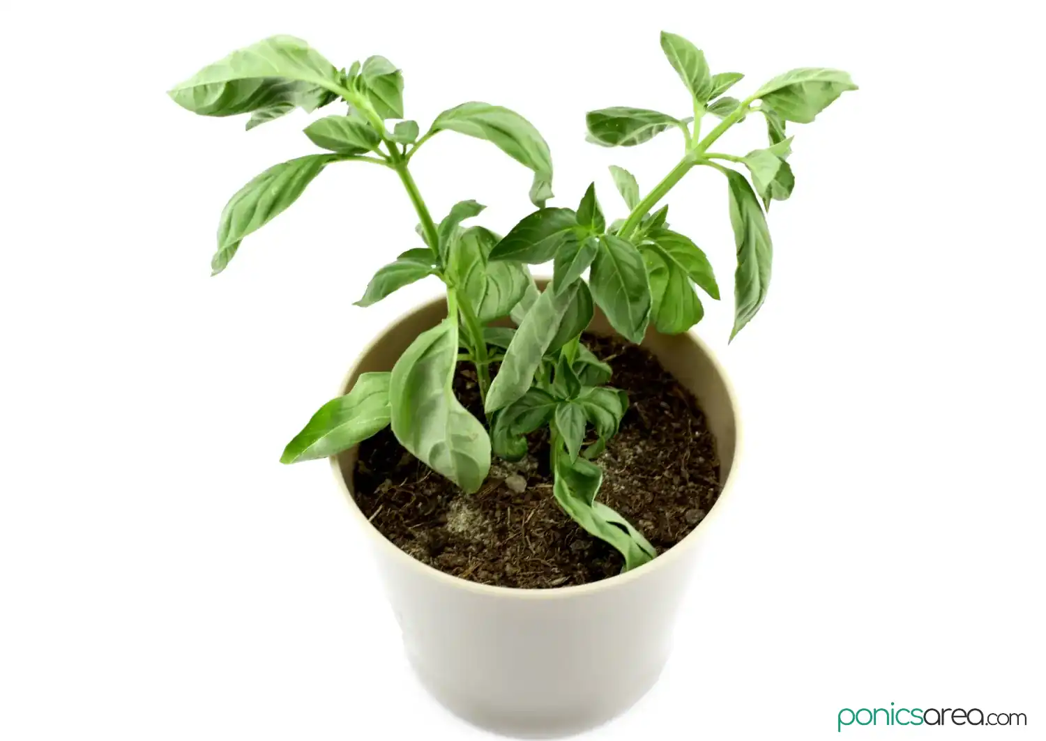 wilting basil plant