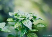 Basil Flowers: What to Do with Them