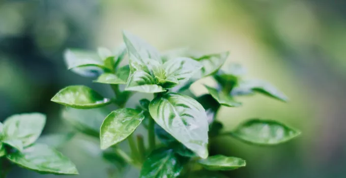 Basil Flowers: What to Do with Them