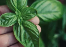 Why Are Basil Leaves Turning Yellow?