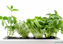 Top 5 Hydroponic Kits and Indoor Gardens for Beginners