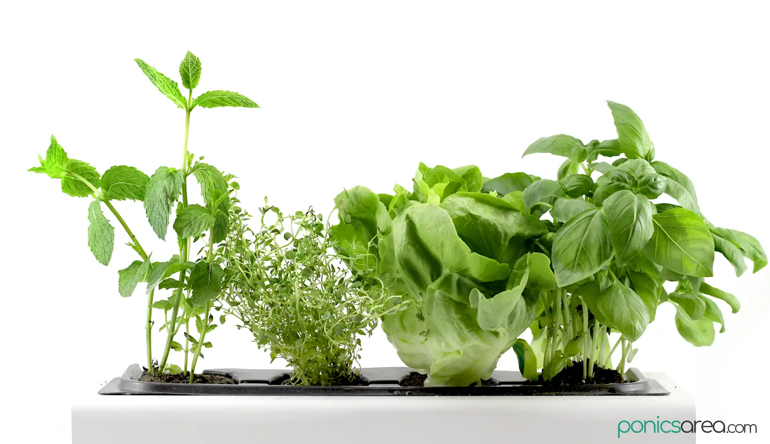 hydroponic system for beginners