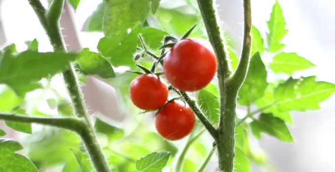 How to Grow Hydroponic Tomatoes: Systems & Conditions