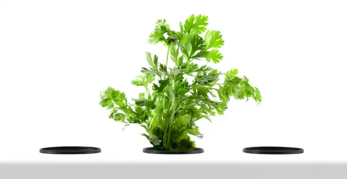 hydroponically grown cilantro plant