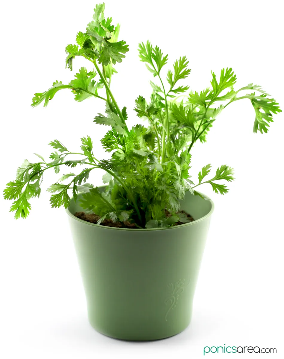 growing cilantro indoors in a pot