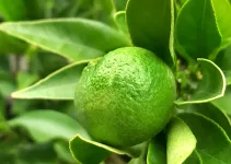 Why Are Green Lemons Not Turning Yellow? How to Fix it