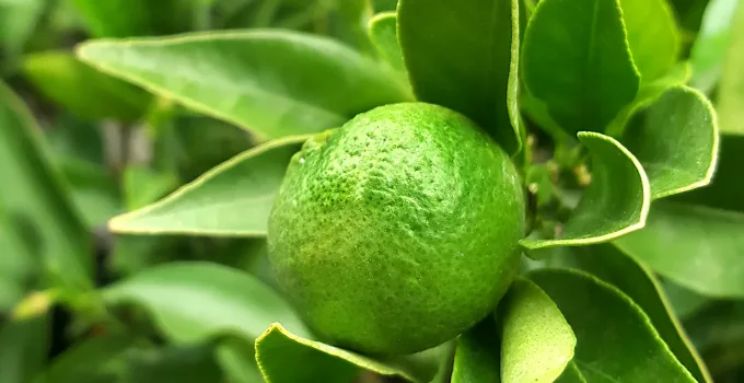 green lemon that doesn't turn yellow