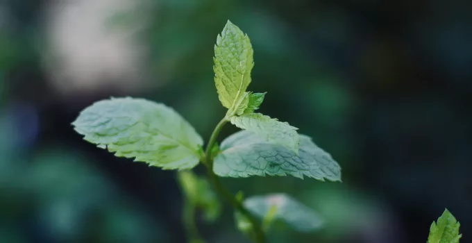 Why Are Your Mint Leaves Turning White? Causes & Solutions
