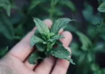 Why Are Your Mint Leaves Turning Yellow? Causes & Solutions