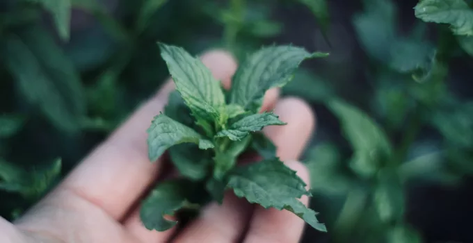 healthy green mint leaves