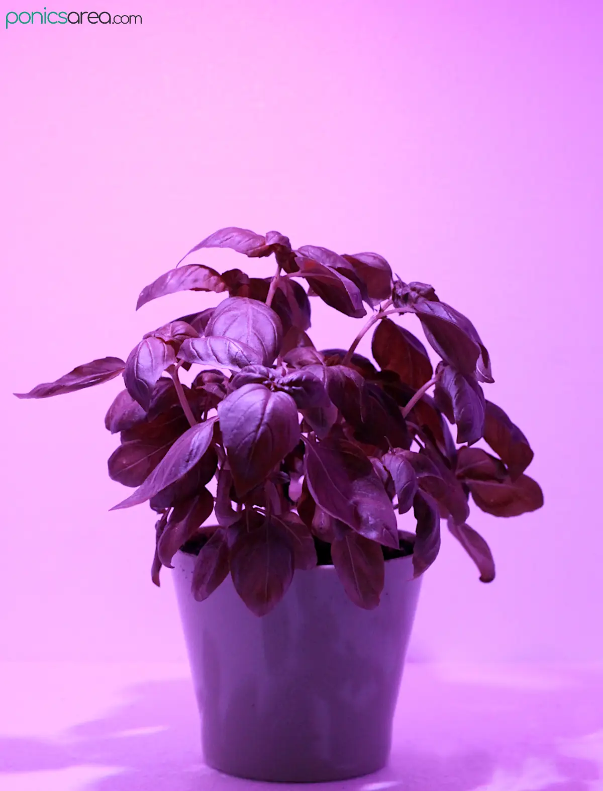 red and blue grow lights