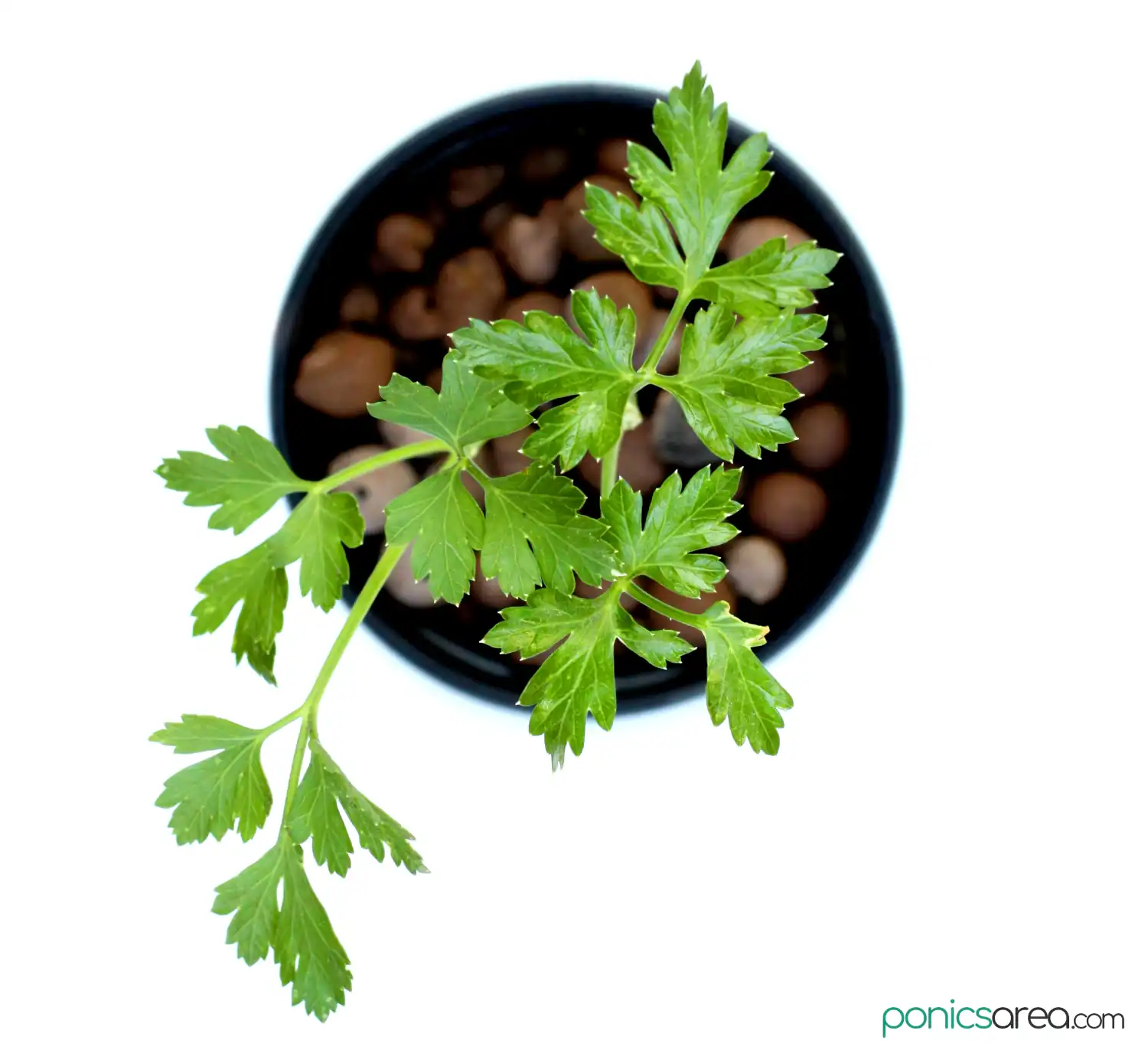 parsley in hydroponic medium
