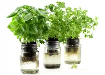 9 Easy Herbs to Grow in Hydroponics (Complete Guide for Beginners)