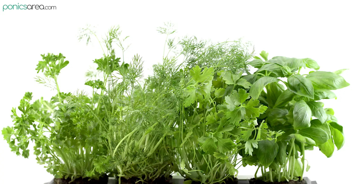 hydroponically grown indoor herbs